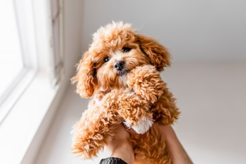 5 Tips for Successfully Training Your New Puppy