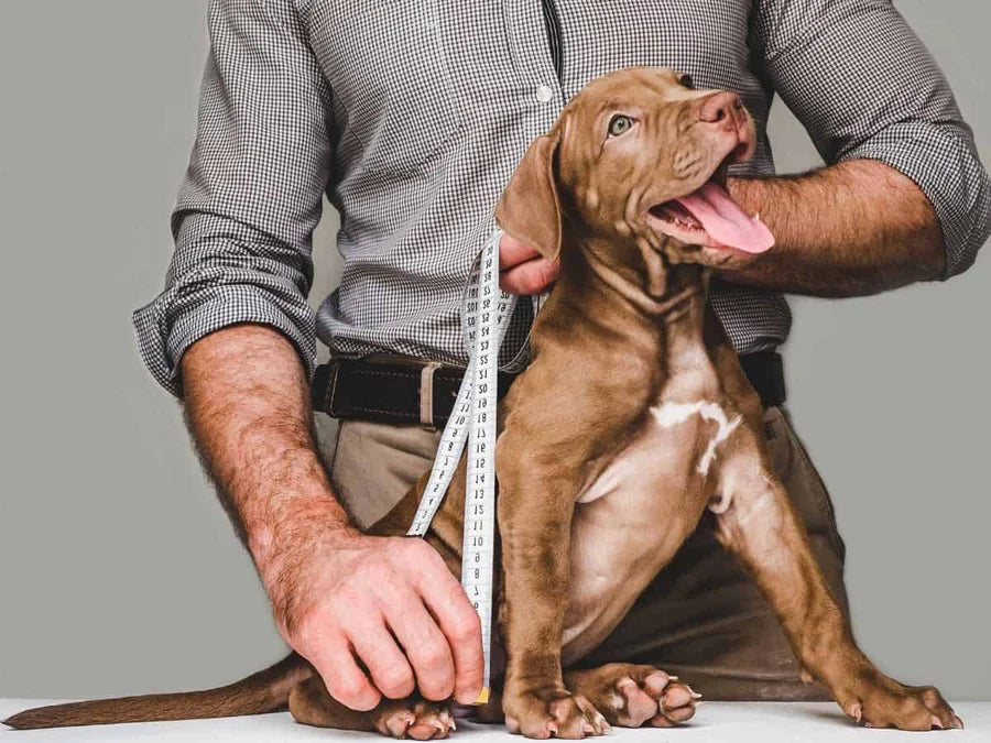 How to Measure a Dog for a Harness